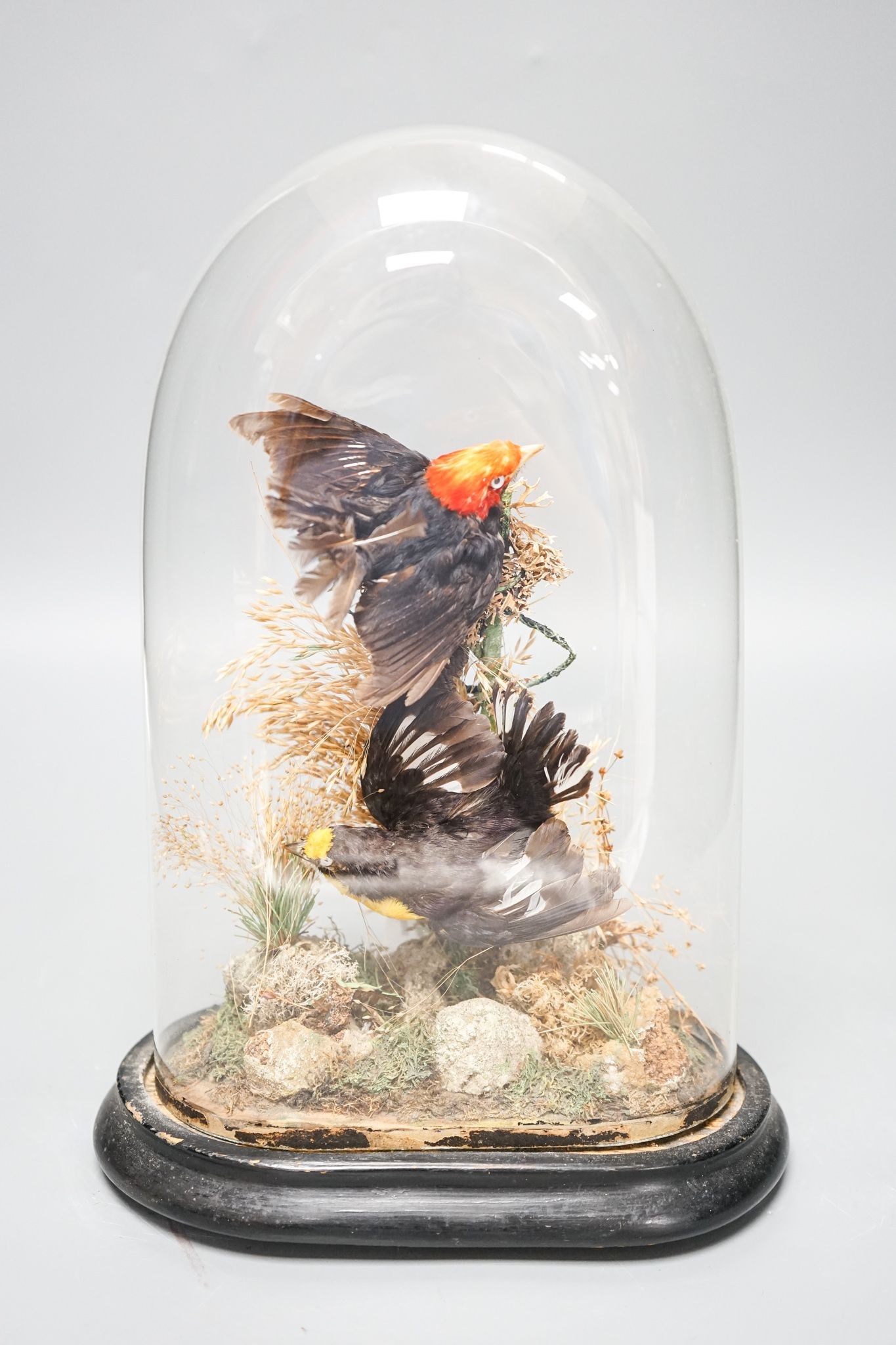 A Victorian Taxidermic study of a manakin and an oreole, labelled for Ashmead and co., under a glass dome 29cm